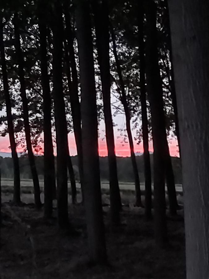 Bonita De Arboles En La Rioja , Durmiendo Entre Arboles * Anguciana